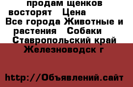 продам щенков восторят › Цена ­ 7 000 - Все города Животные и растения » Собаки   . Ставропольский край,Железноводск г.